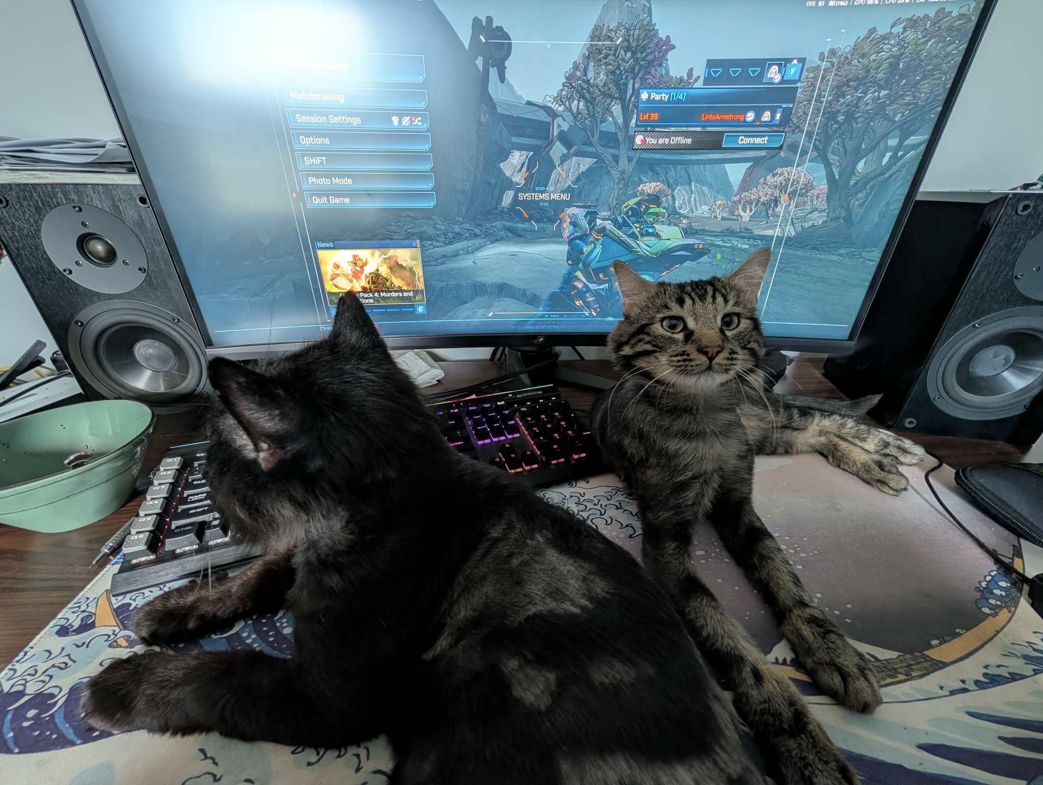 Enlarge Atlas and Titan, a ADOPTABLE Domestic Medium Hair in Melrose, MA image 5/6