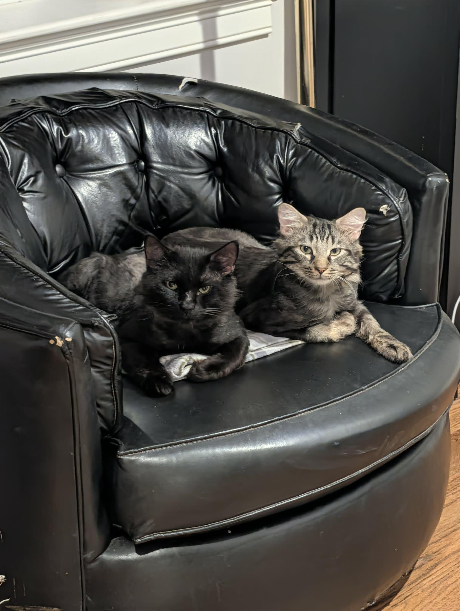 Enlarge Atlas and Titan, a ADOPTABLE Domestic Medium Hair in Melrose, MA image 4/6