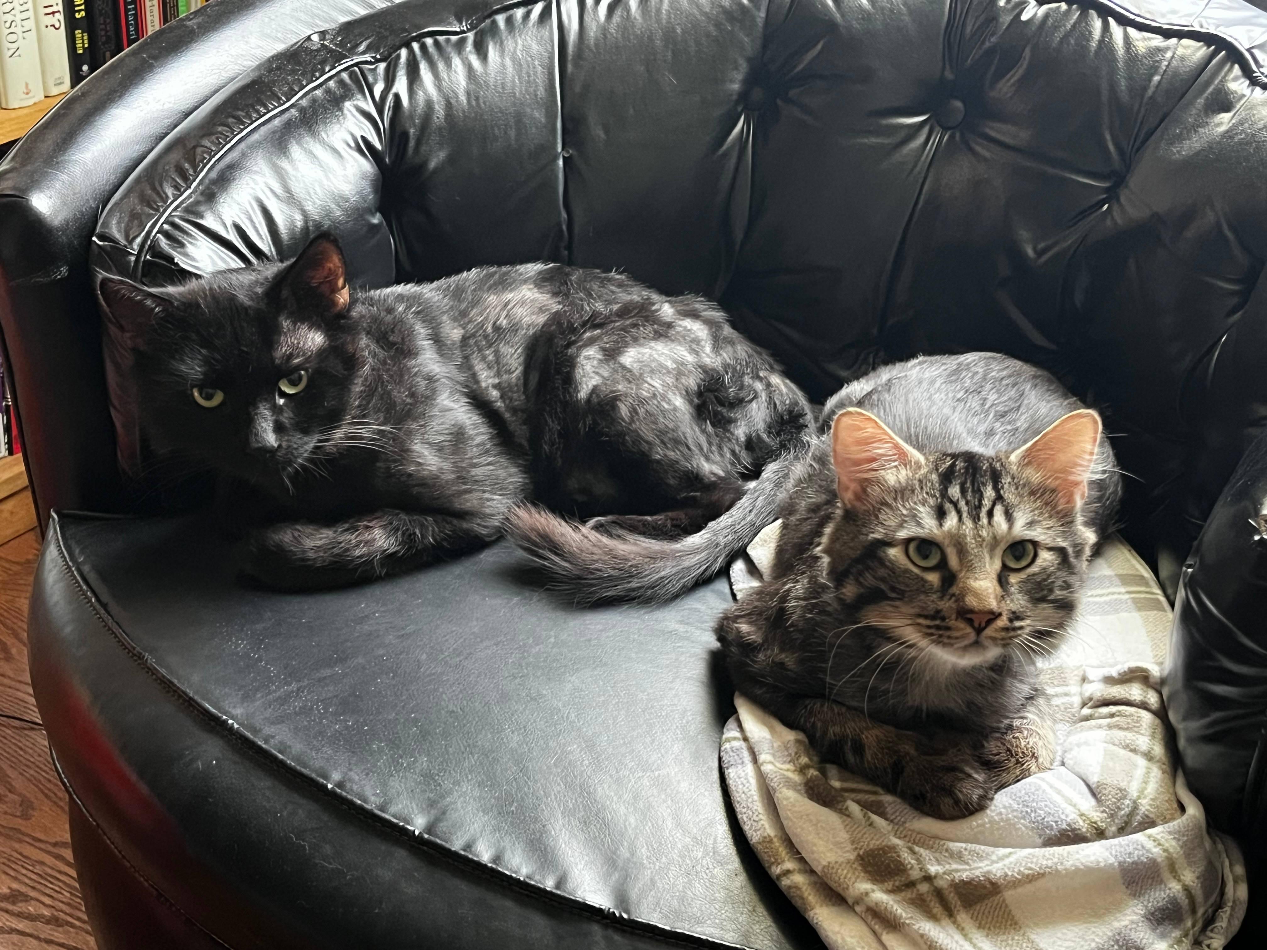 Atlas and Titan, ADOPTABLE, Adult Male Domestic Medium Hair.