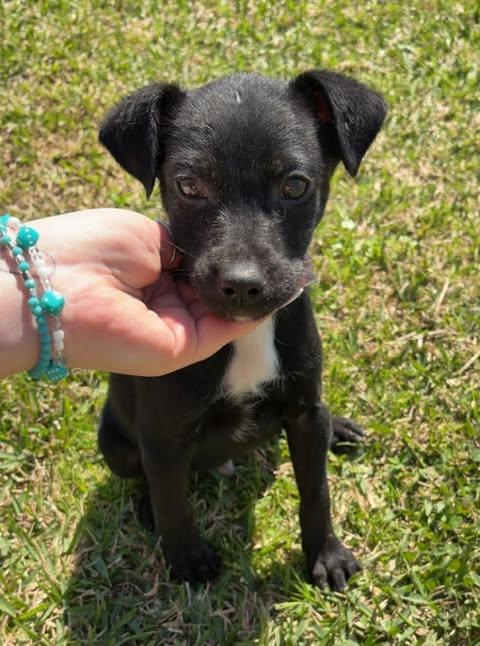 Enlarge Widget, a Adoptable mixed breed in Boonton, NJ image 4/4