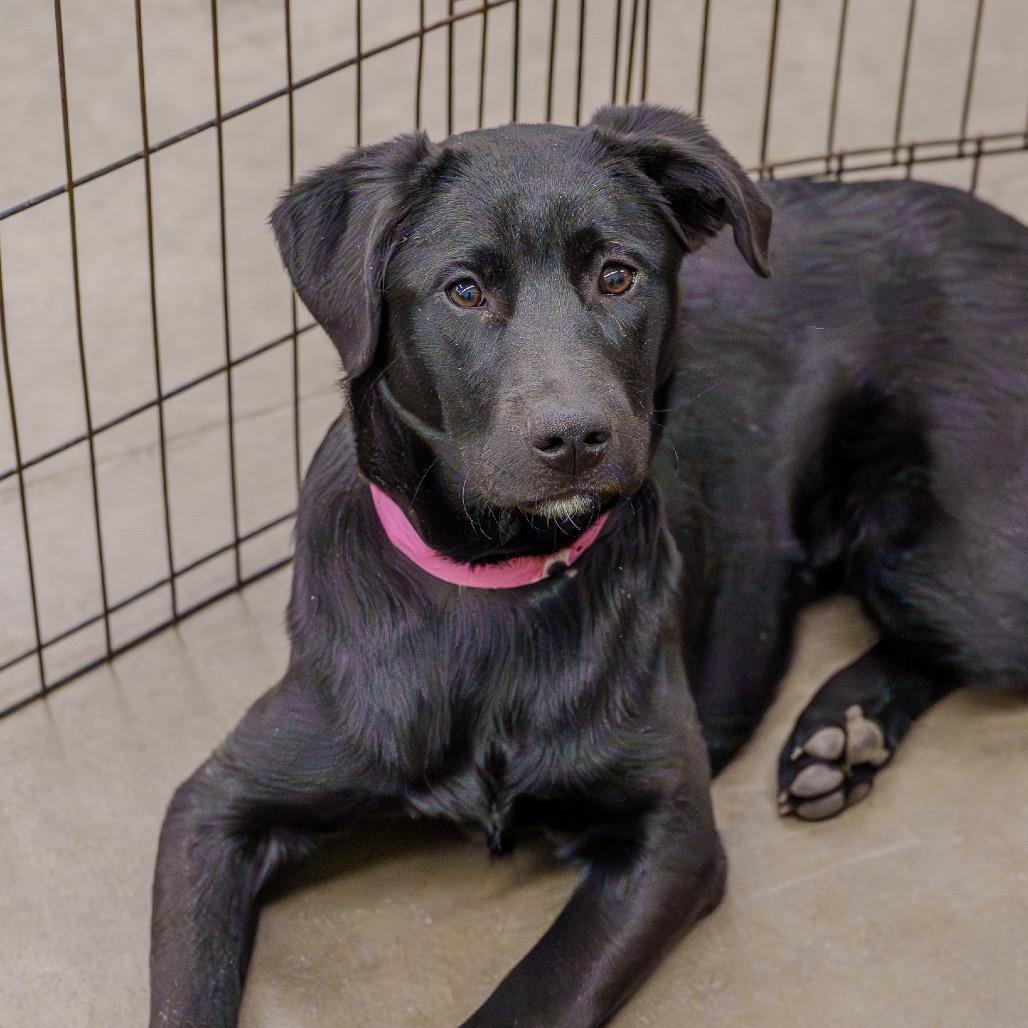 Chicken, Adoptable, Young Female Labrador Retriever & Shepherd.