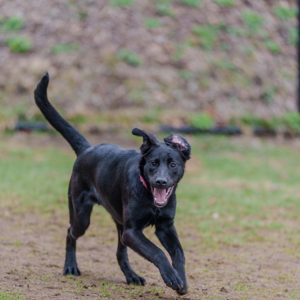 Enlarge Chicken, a Adoptable mixed breed in Pawling, NY image 2/6