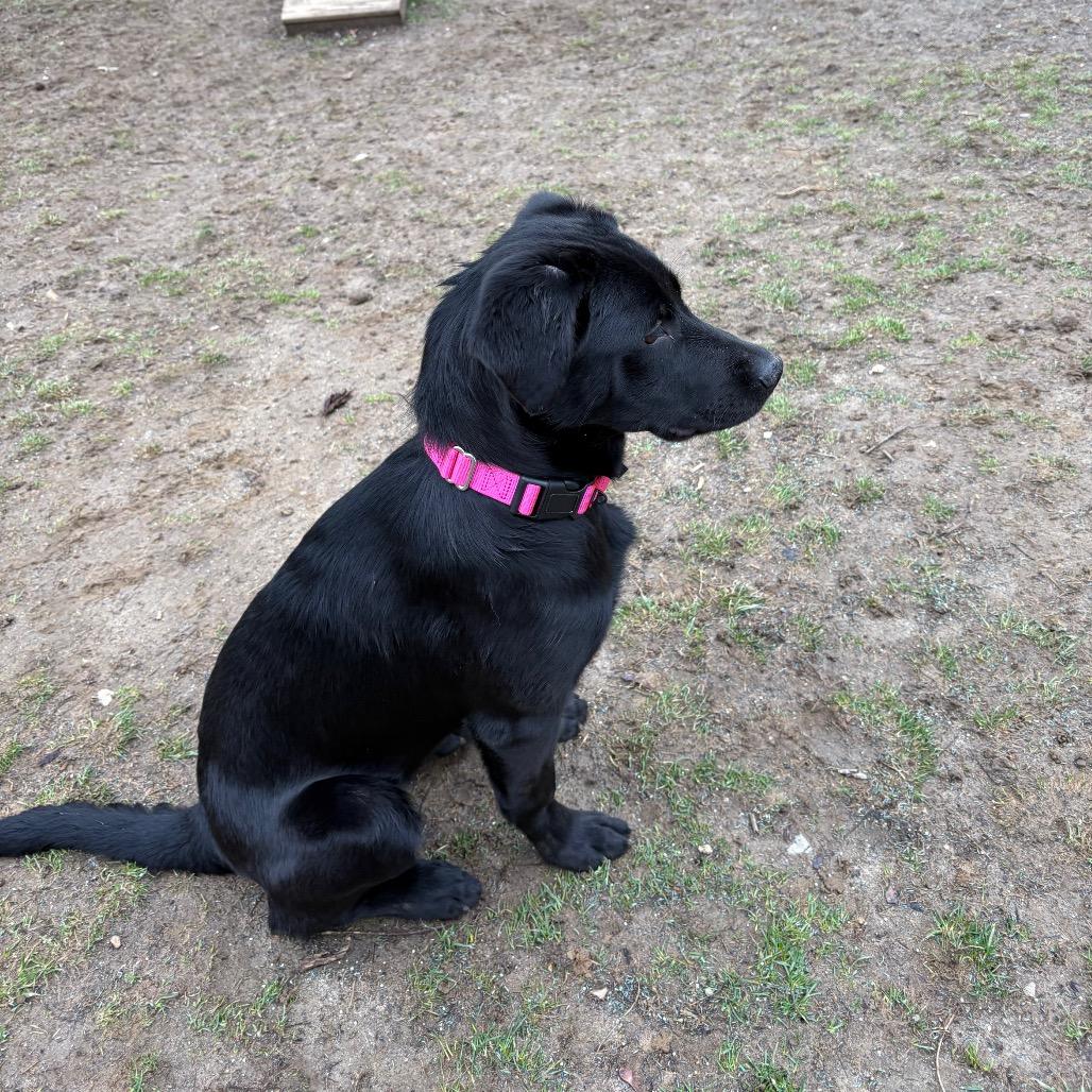 Enlarge Chicken, a Adoptable mixed breed in Pawling, NY image 4/6