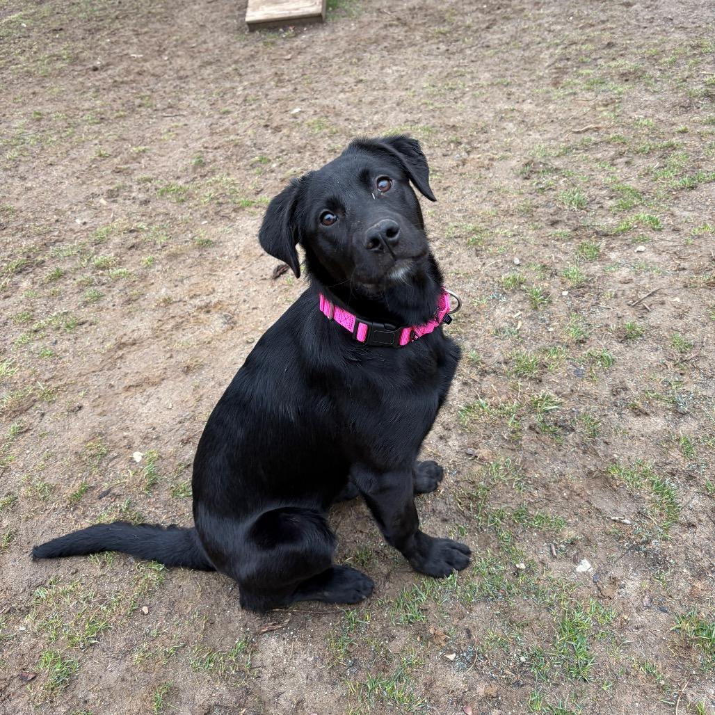 Enlarge Chicken, a Adoptable mixed breed in Pawling, NY image 5/6