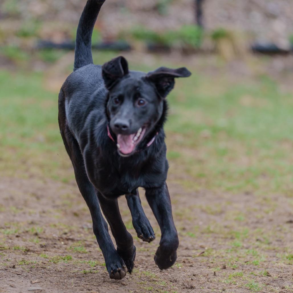 Enlarge Chicken, a Adoptable mixed breed in Pawling, NY image 6/6