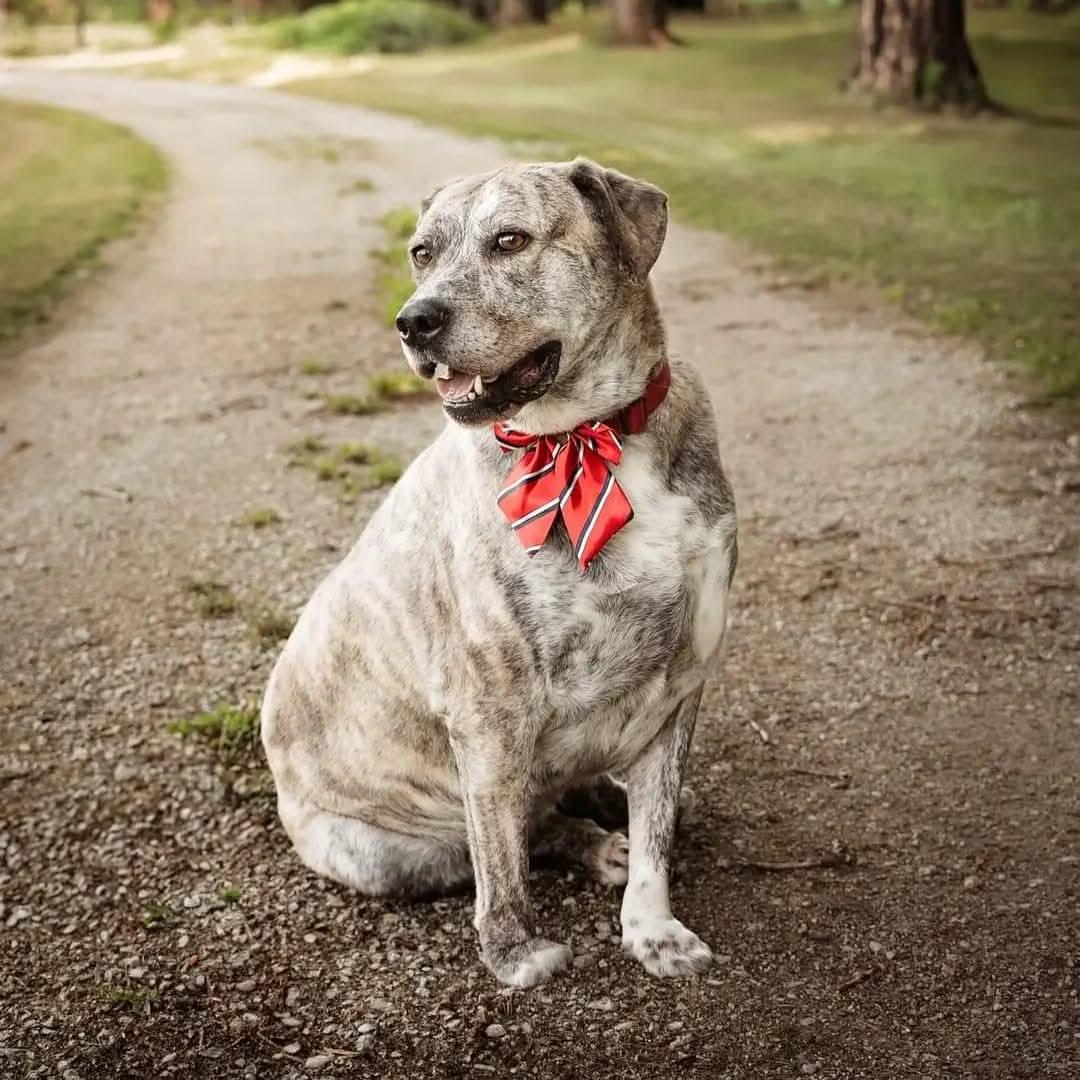 Sheba, a Adoptable Mixed Breed in Chatsworth, ON image 1/5