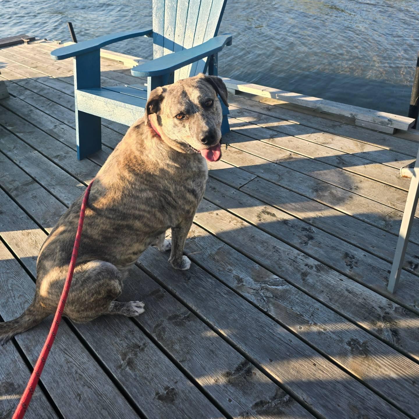 Sheba, a Adoptable Mixed Breed in Chatsworth, ON image 2/5