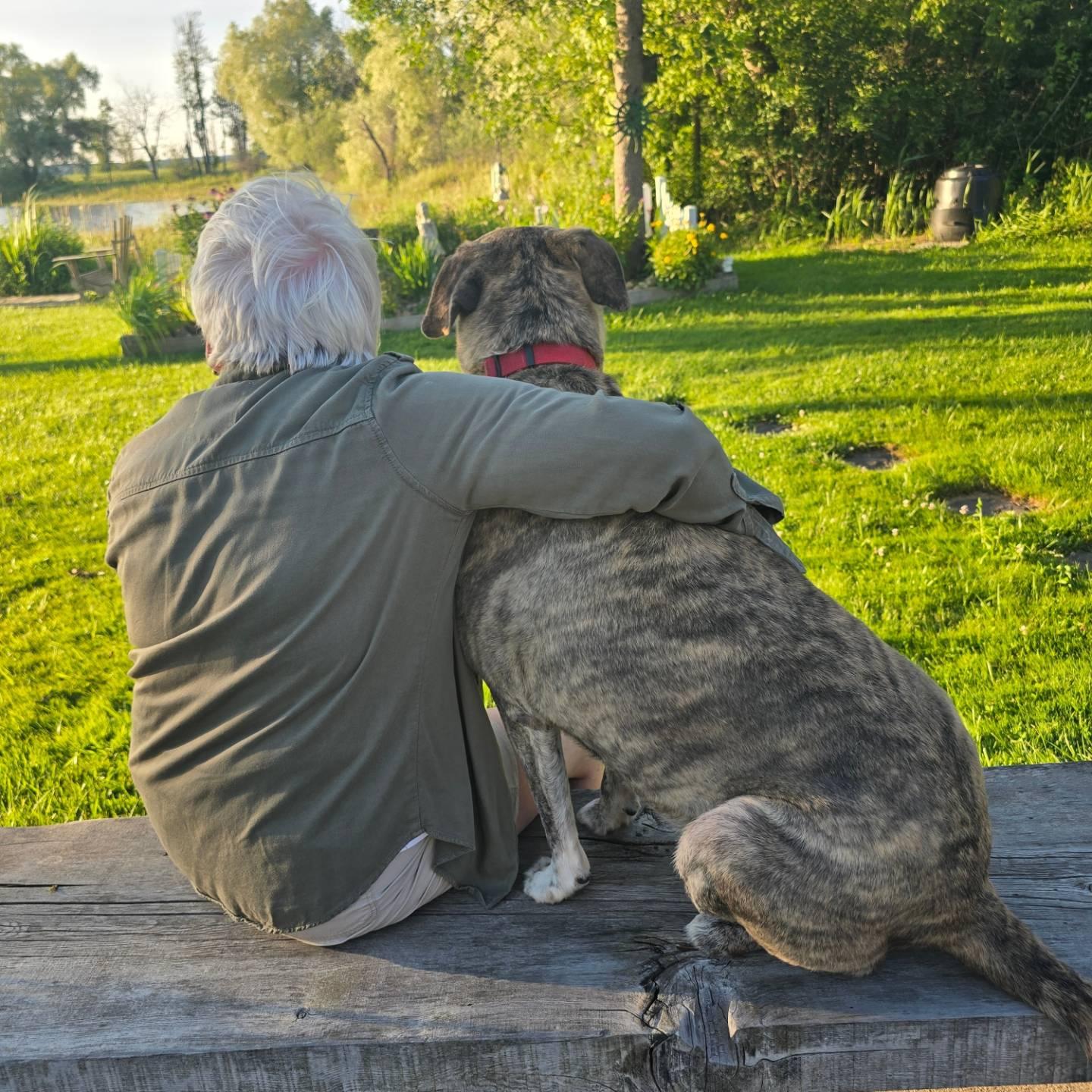 Sheba, a Adoptable Mixed Breed in Chatsworth, ON image 3/5