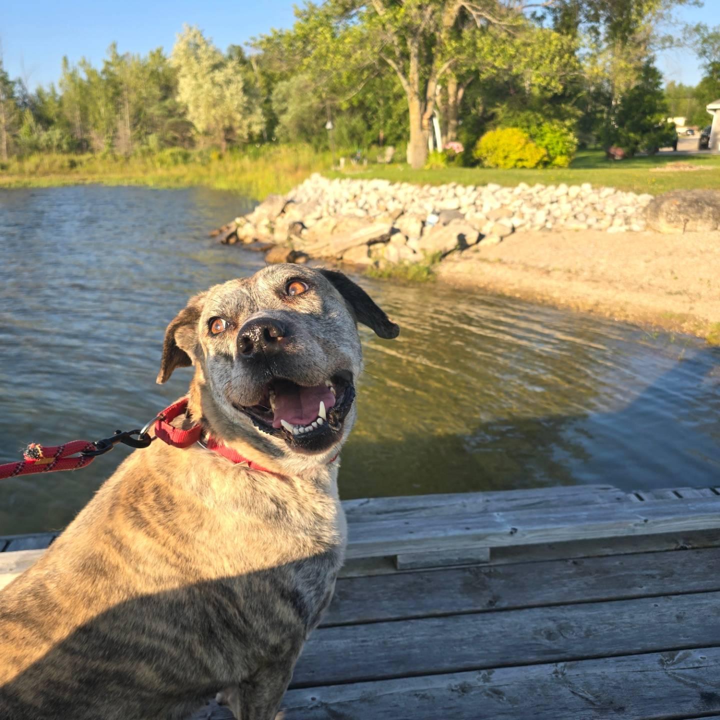 Sheba, a Adoptable Mixed Breed in Chatsworth, ON image 4/5