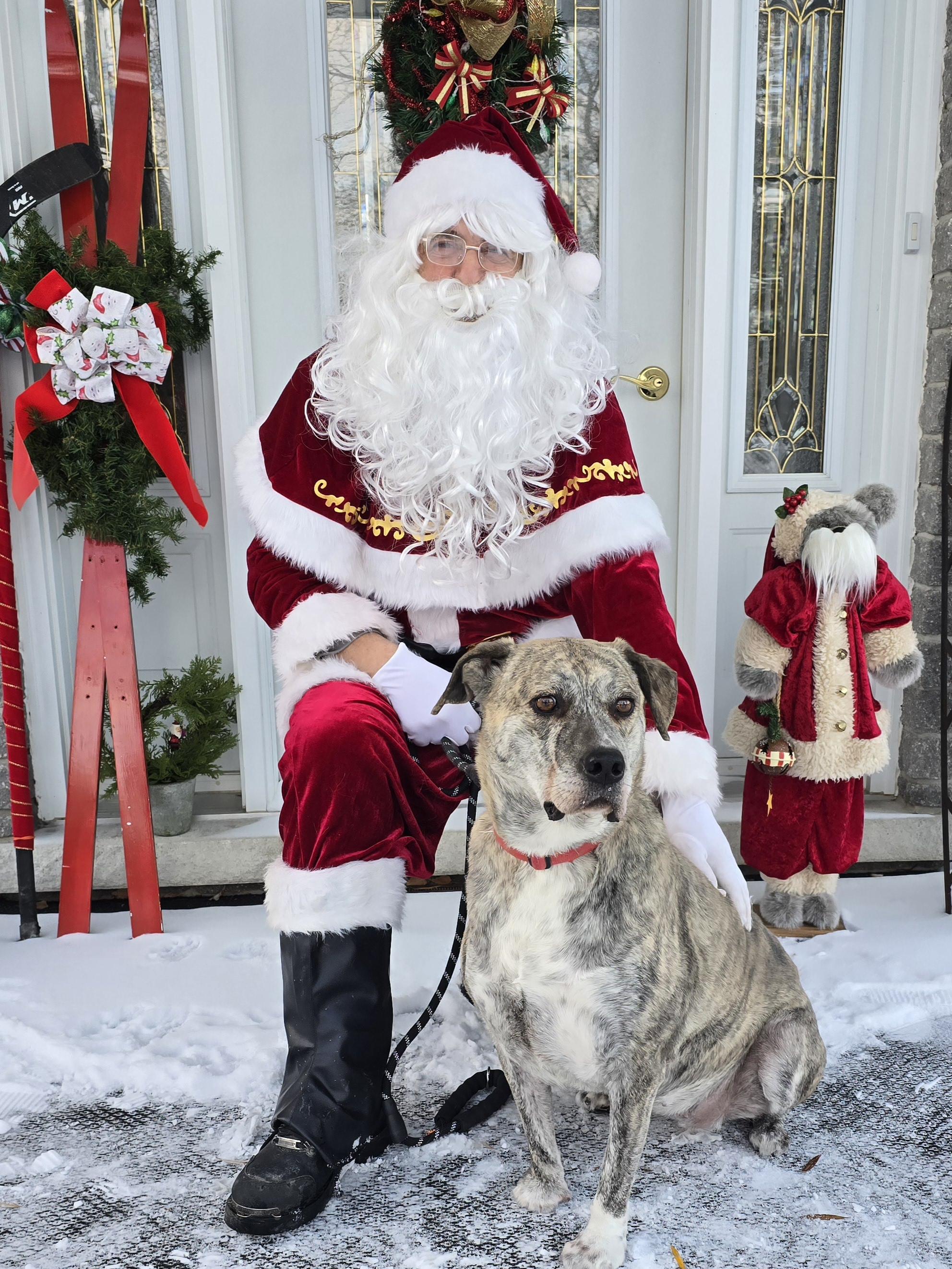 Sheba, a Adoptable Mixed Breed in Chatsworth, ON image 5/5