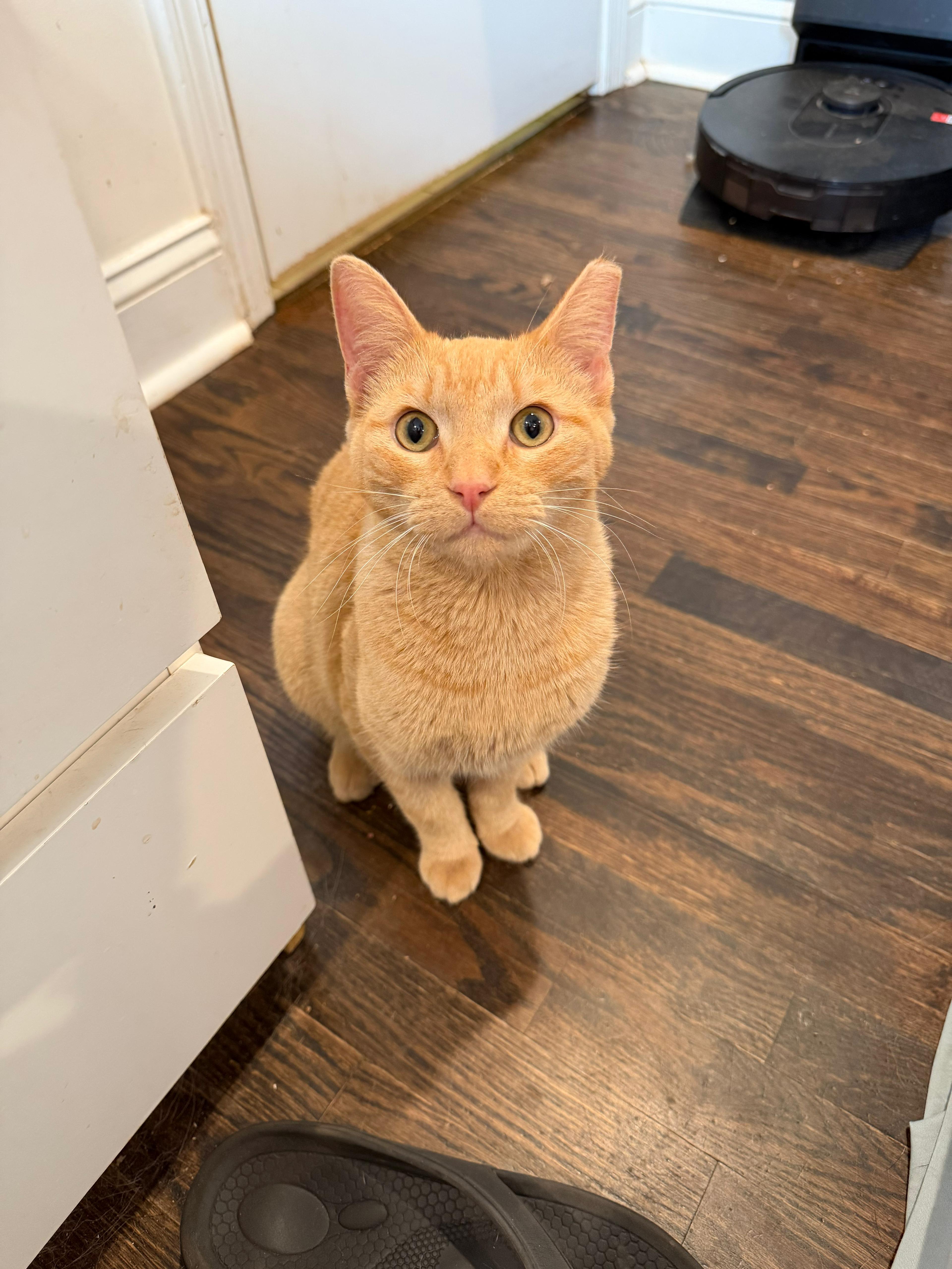 Figaro, adopted, Young Male Domestic Short Hair.