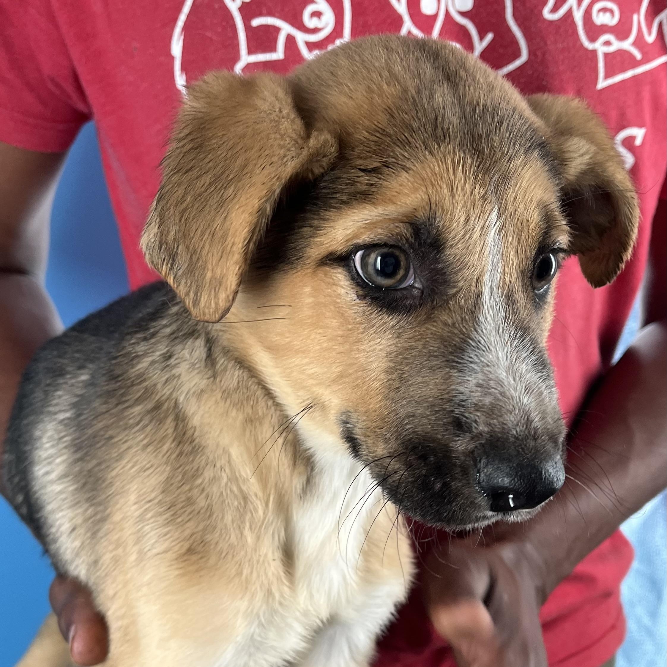 Enlarge Jett - Local April 10-12, an adoptable mixed breed in North Smithfield, RI image 5/6