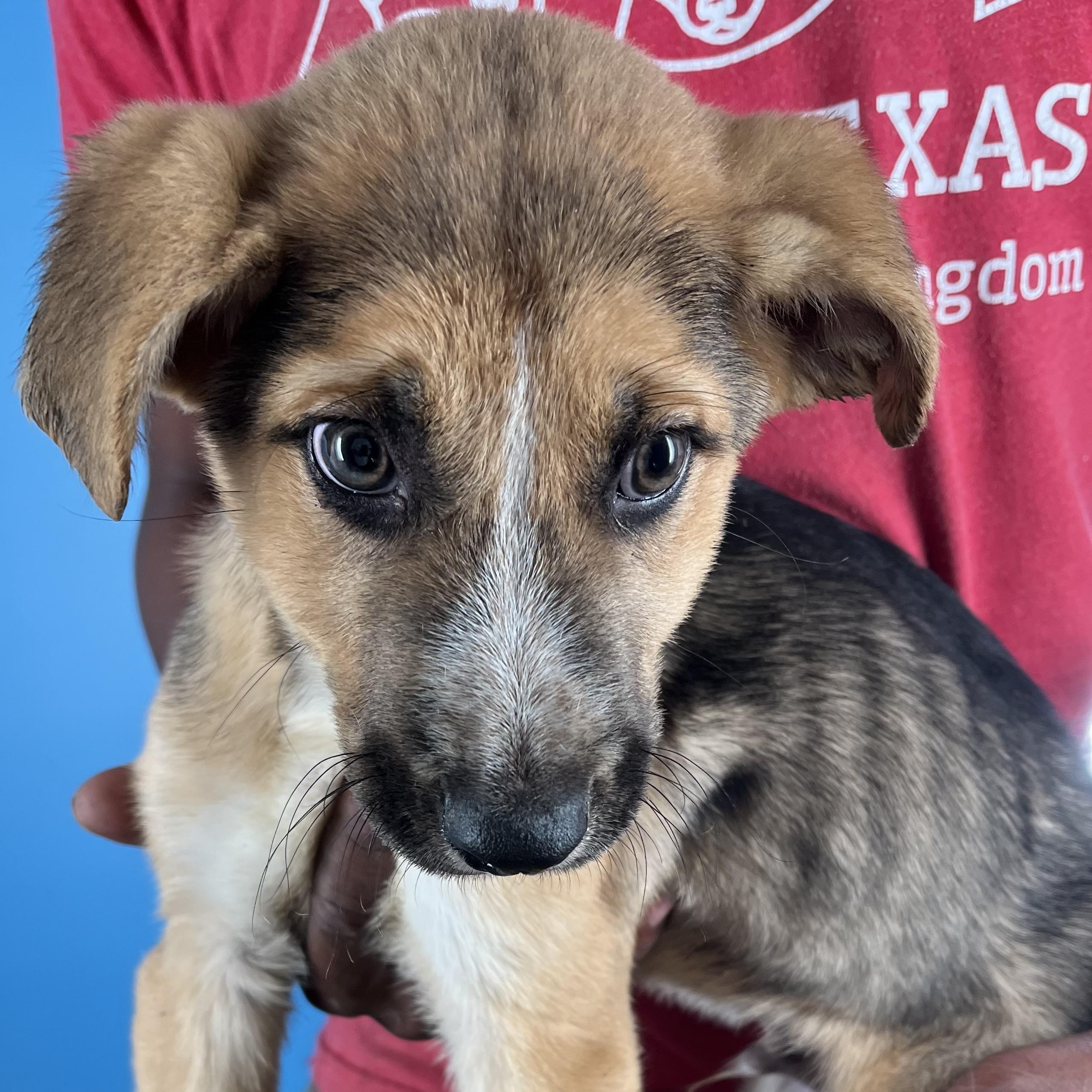 Enlarge Jett - Local April 10-12, an adoptable mixed breed in North Smithfield, RI image 4/6