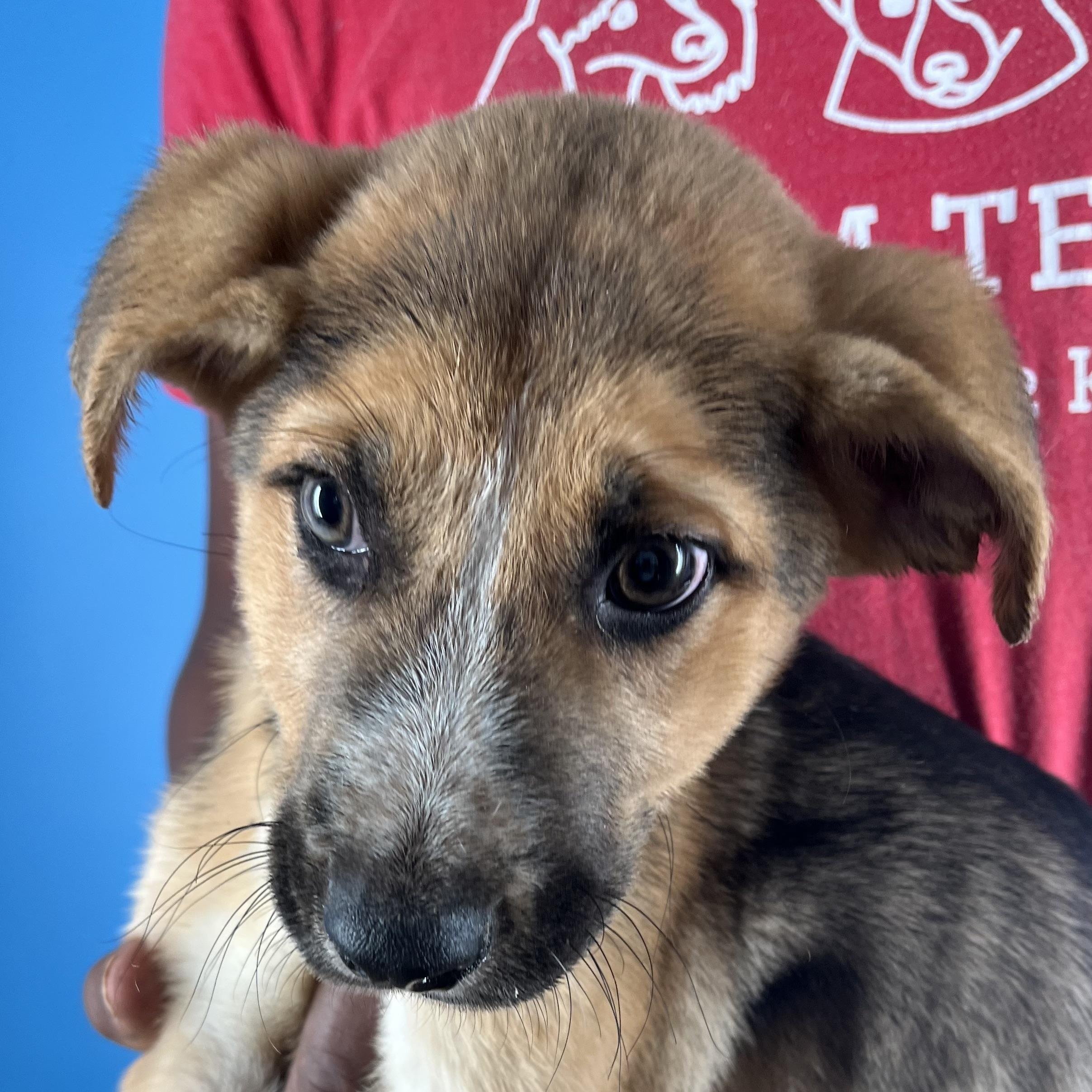 Enlarge Jett - Local April 10-12, an adoptable mixed breed in North Smithfield, RI image 3/6