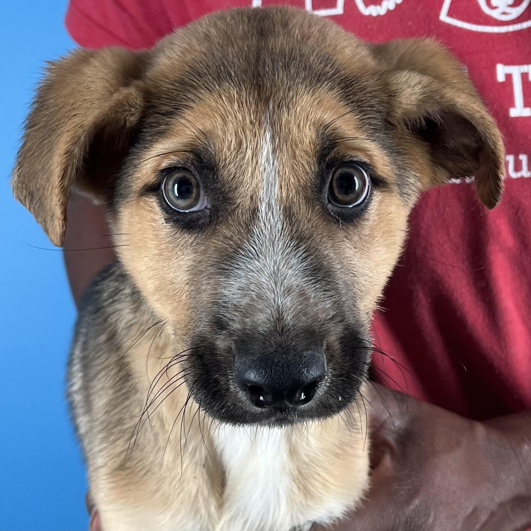 Jett - Local April 10-12, adoptable, Puppy Male Australian Shepherd.