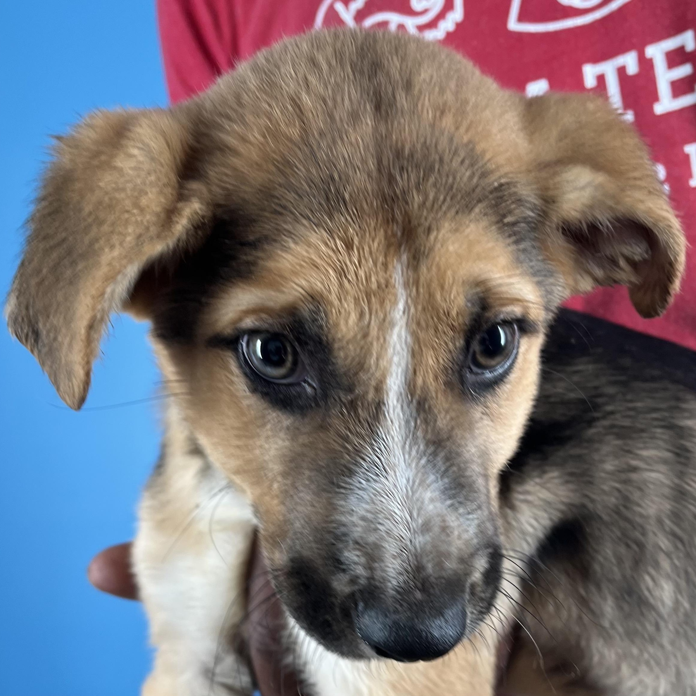 Enlarge Jett - Local April 10-12, an adoptable mixed breed in North Smithfield, RI image 2/6