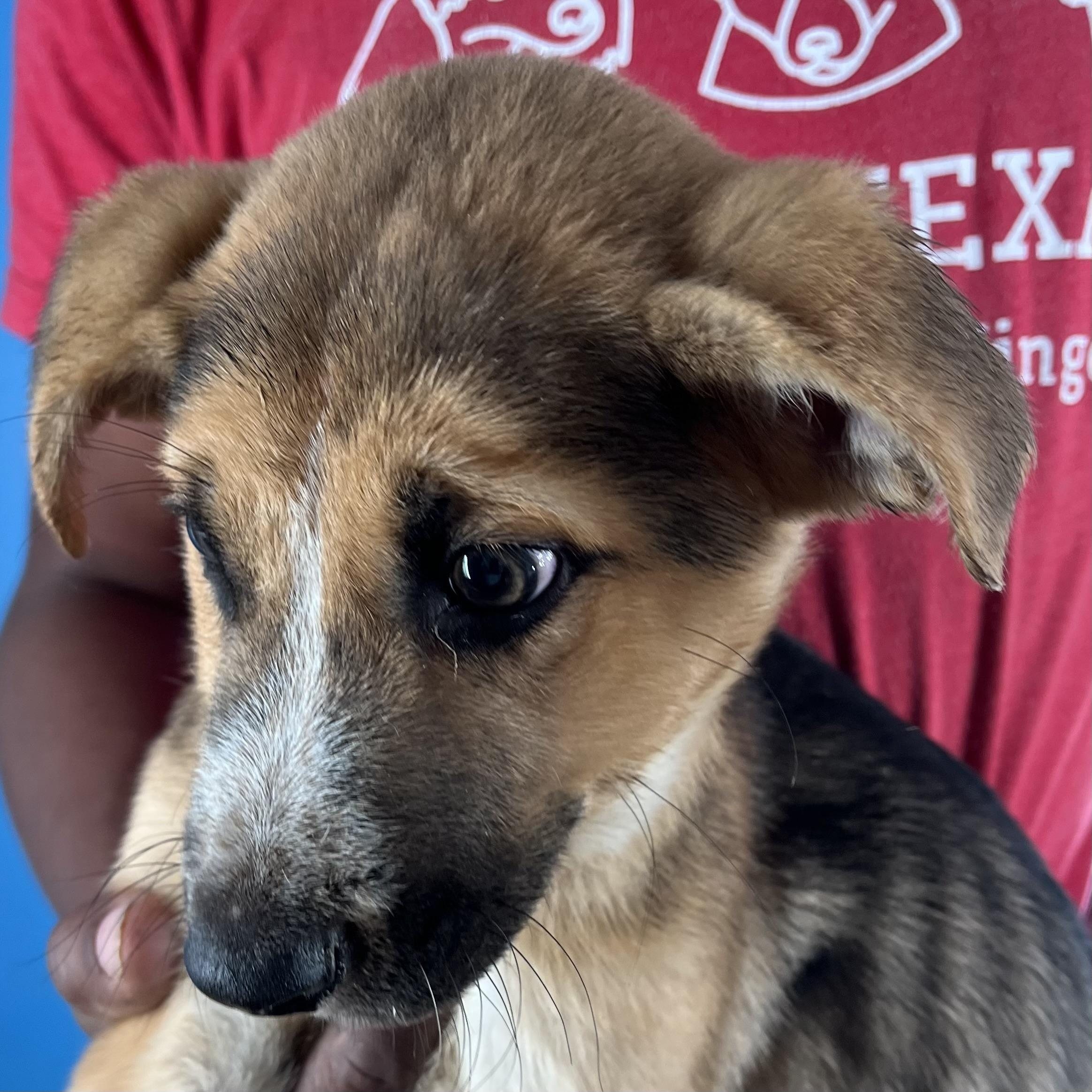 Enlarge Jett - Local April 10-12, an adoptable mixed breed in North Smithfield, RI image 6/6