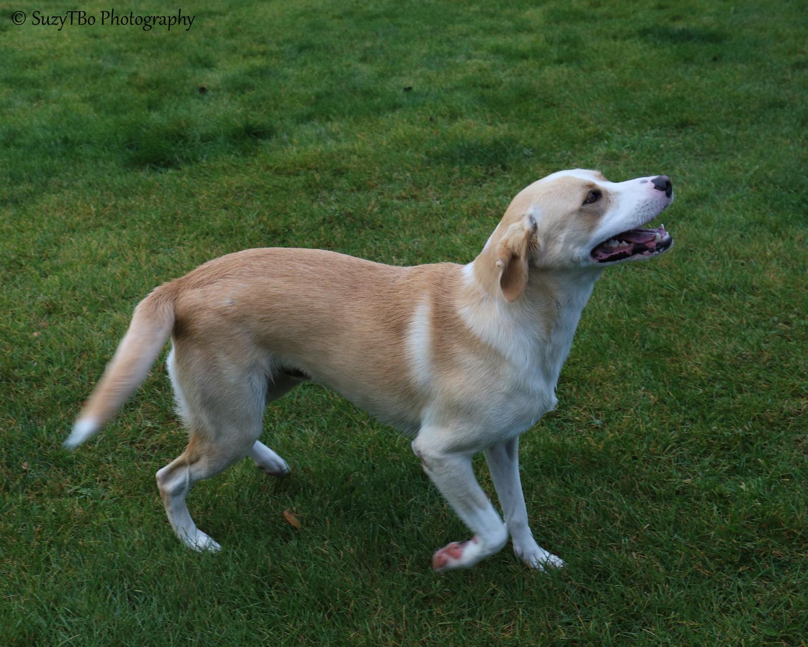 Enlarge Riley, a Adoptable mixed breed in Montrose, CO image 1/3