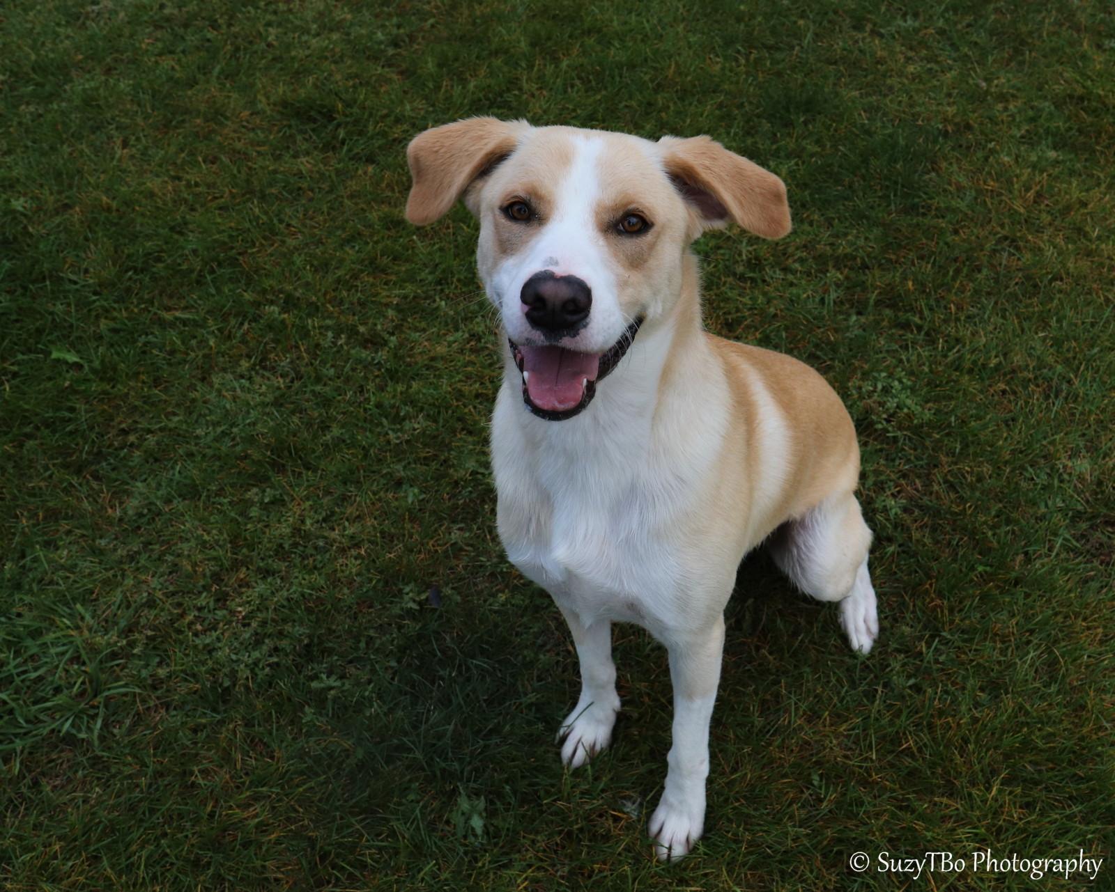 Enlarge Riley, a Adoptable mixed breed in Montrose, CO image 2/3