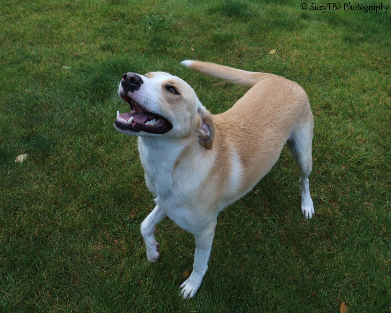 Enlarge Riley, a Adoptable mixed breed in Montrose, CO image 3/3