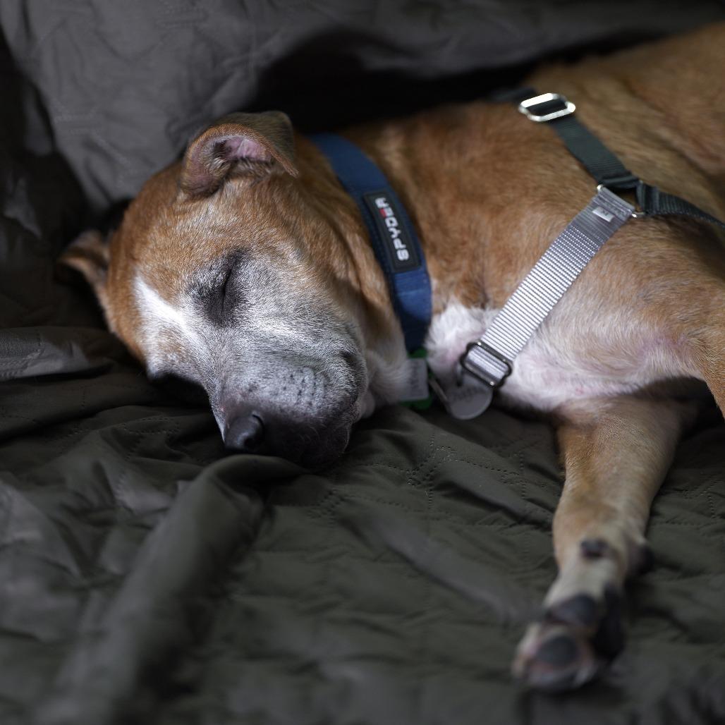 Chagall 13595, Adoptable, Senior Male Labrador Retriever & Pit Bull Terrier.