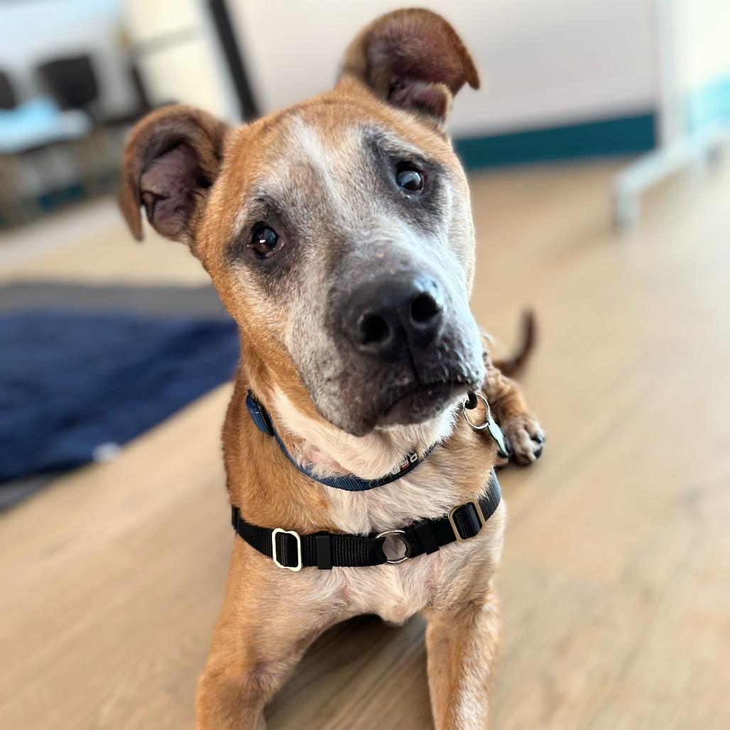 Enlarge Chagall 13595, a Adoptable mixed breed in San Francisco, CA image 3/6