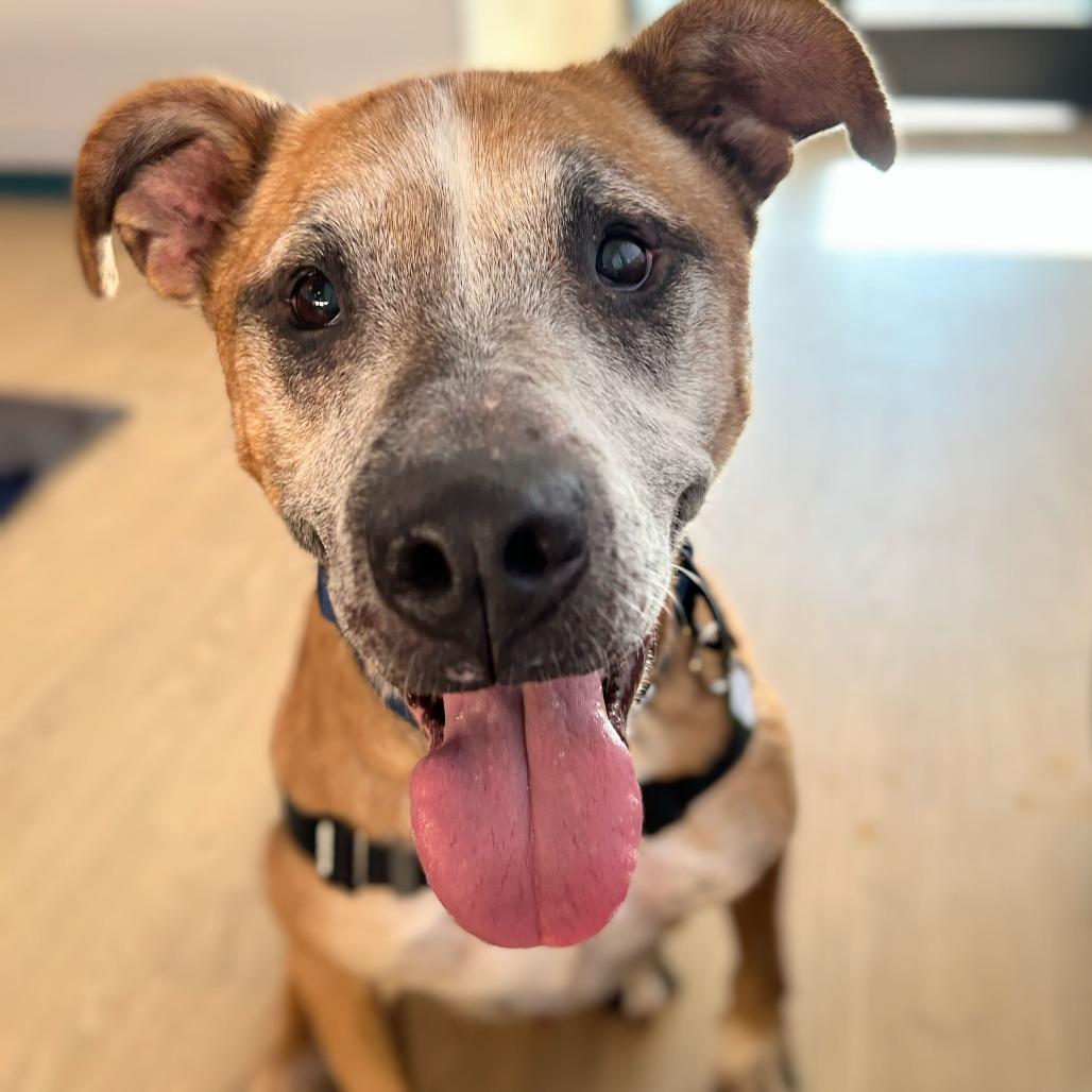 Enlarge Chagall 13595, a Adoptable mixed breed in San Francisco, CA image 4/6