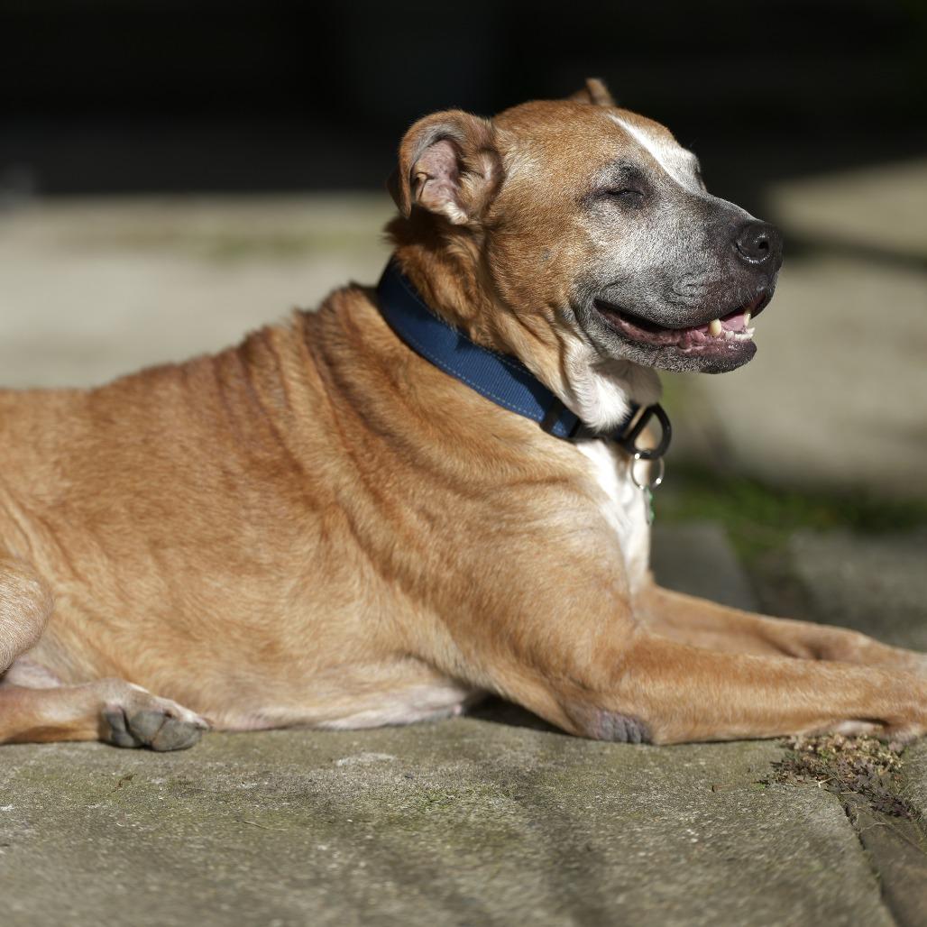 Enlarge Chagall 13595, a Adoptable mixed breed in San Francisco, CA image 5/6