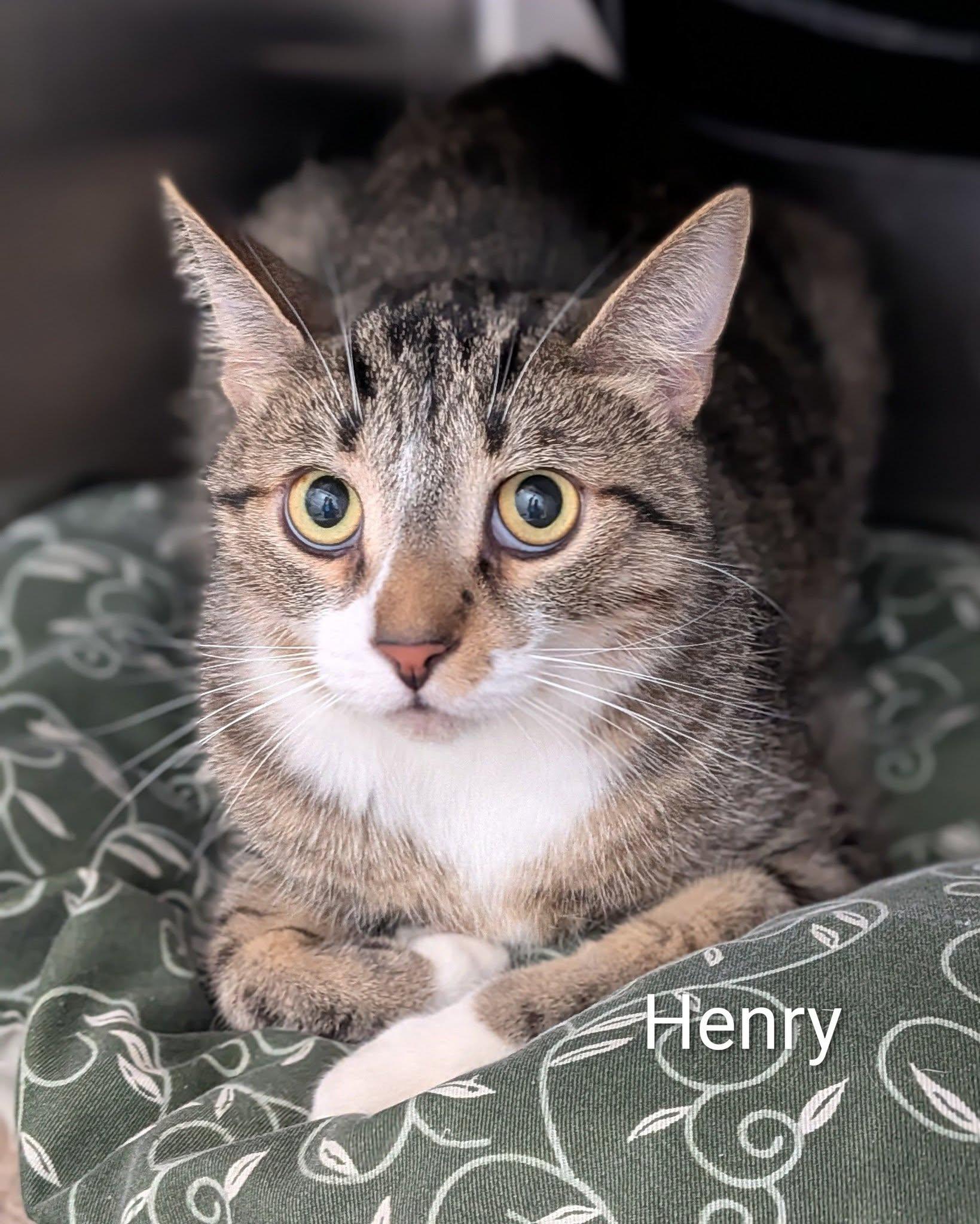 Henry, ADOPTABLE, Adult Male Domestic Short Hair.