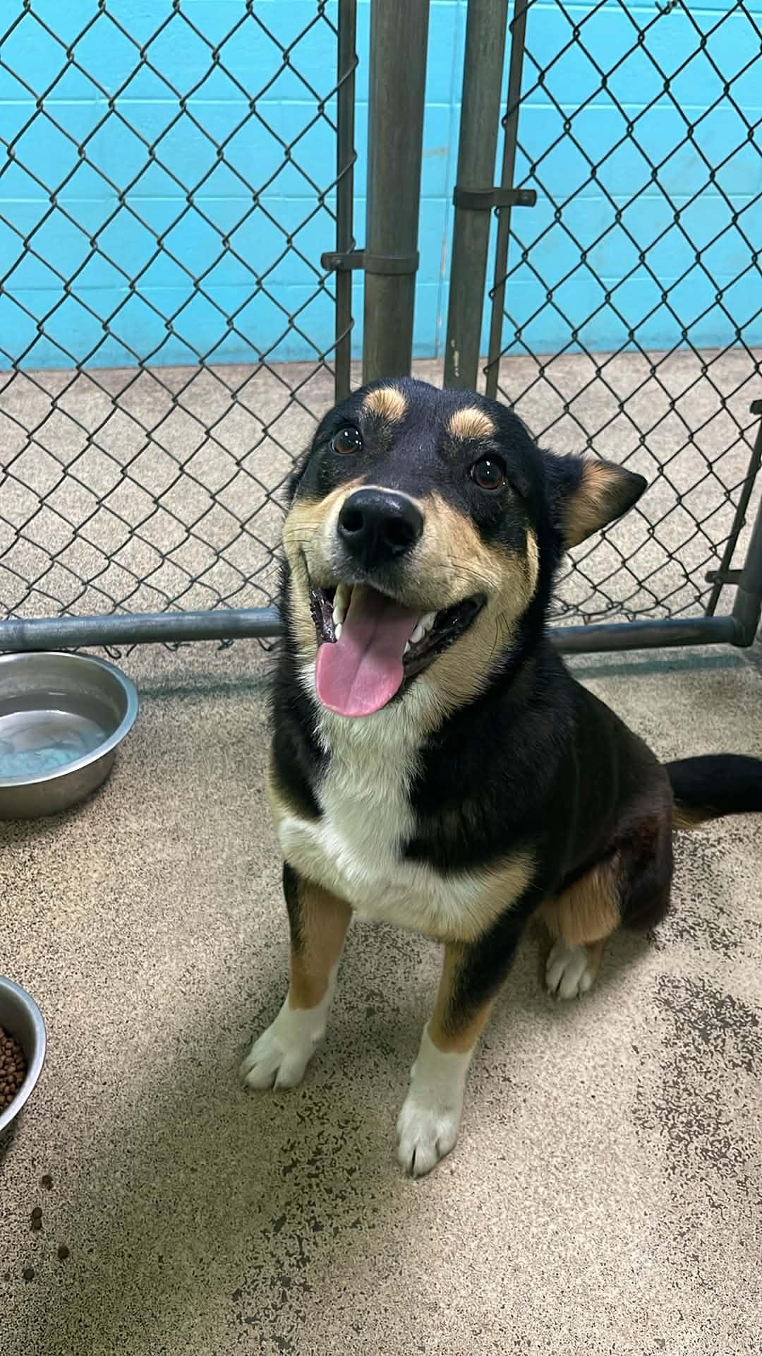 Enlarge Duke, an adopted mixed breed in Fort Payne, AL image 1/1