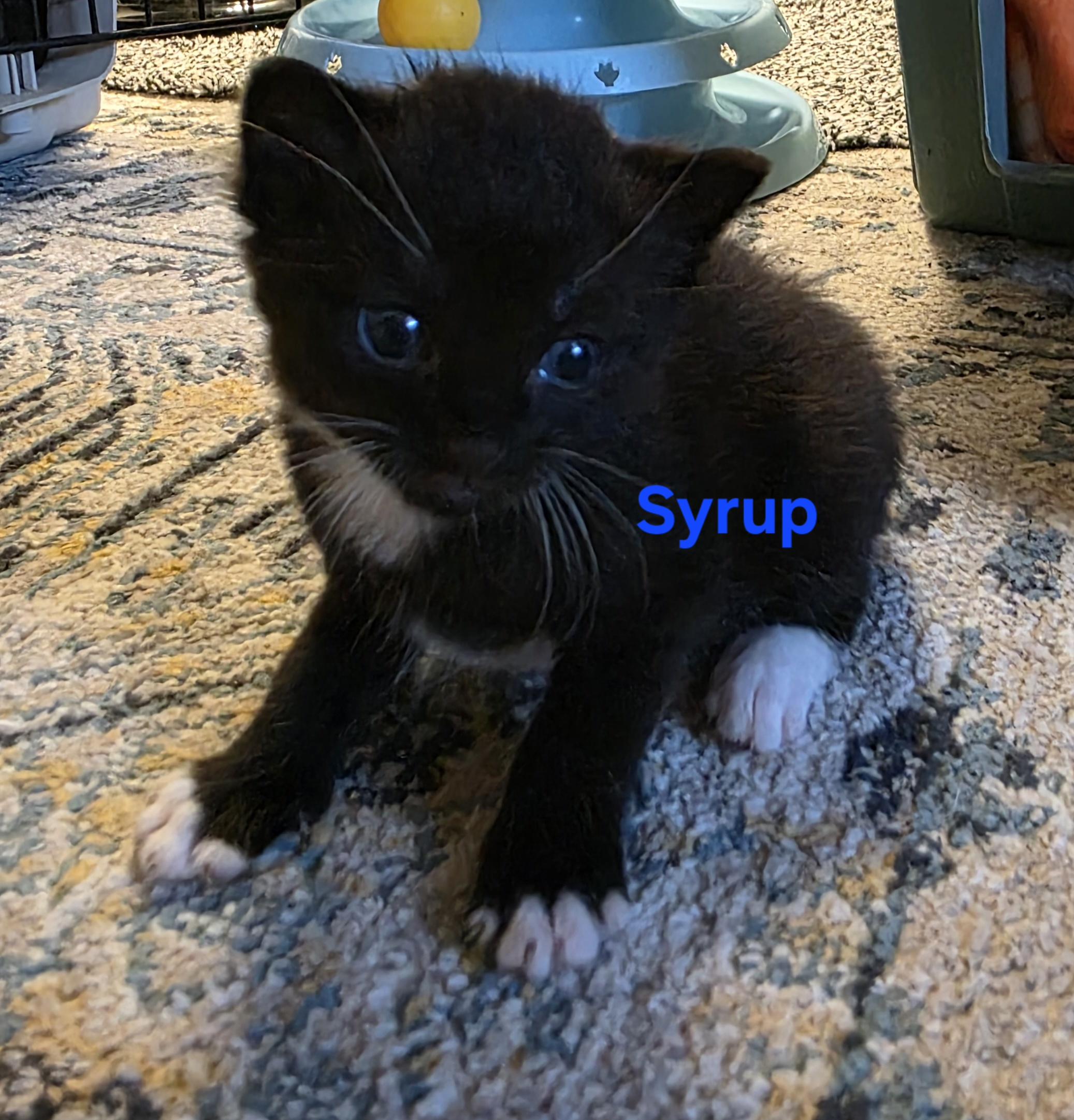 Syrup, ADOPTABLE, Kitten Male Tuxedo.