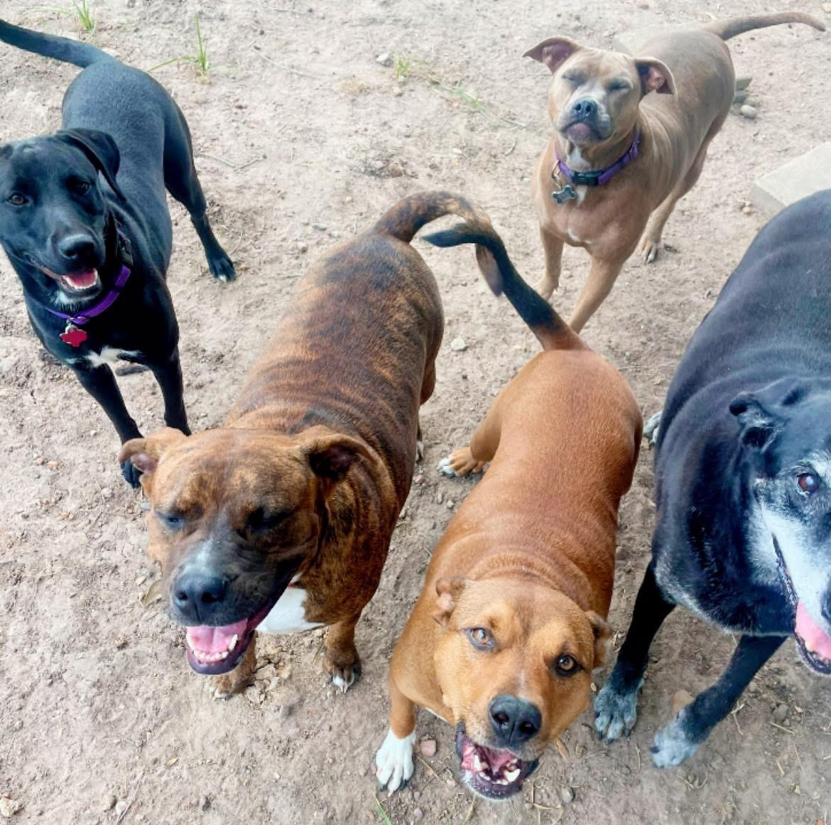 Enlarge Freedom “Stella”, a Adoptable mixed breed in Inez, TX image 4/6