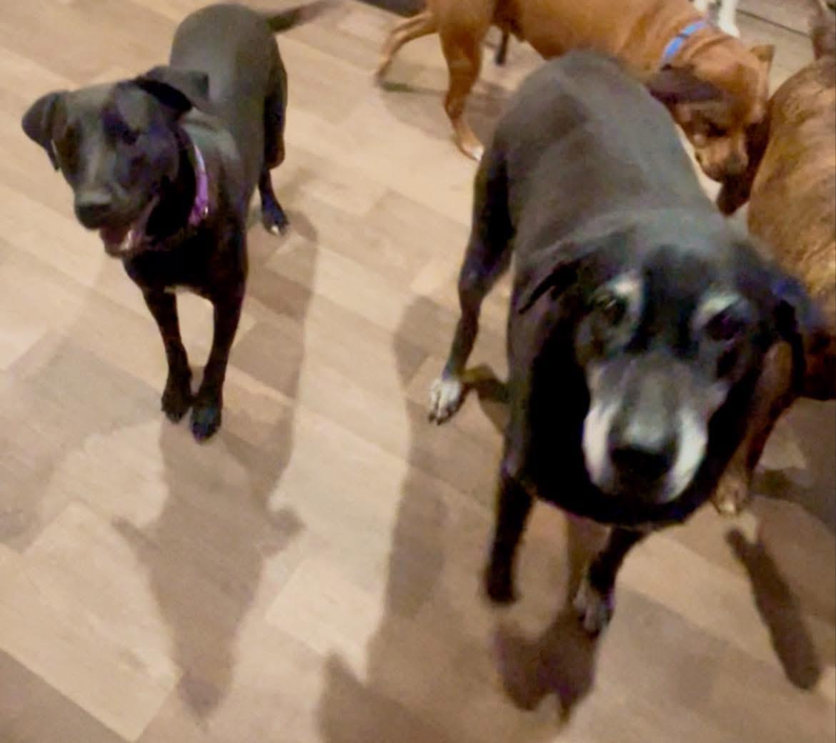 Enlarge Freedom “Stella”, a Adoptable mixed breed in Inez, TX image 5/6