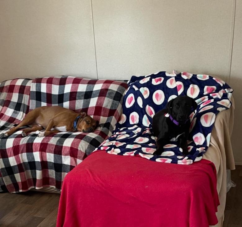 Enlarge Freedom “Stella”, a Adoptable mixed breed in Inez, TX image 6/6