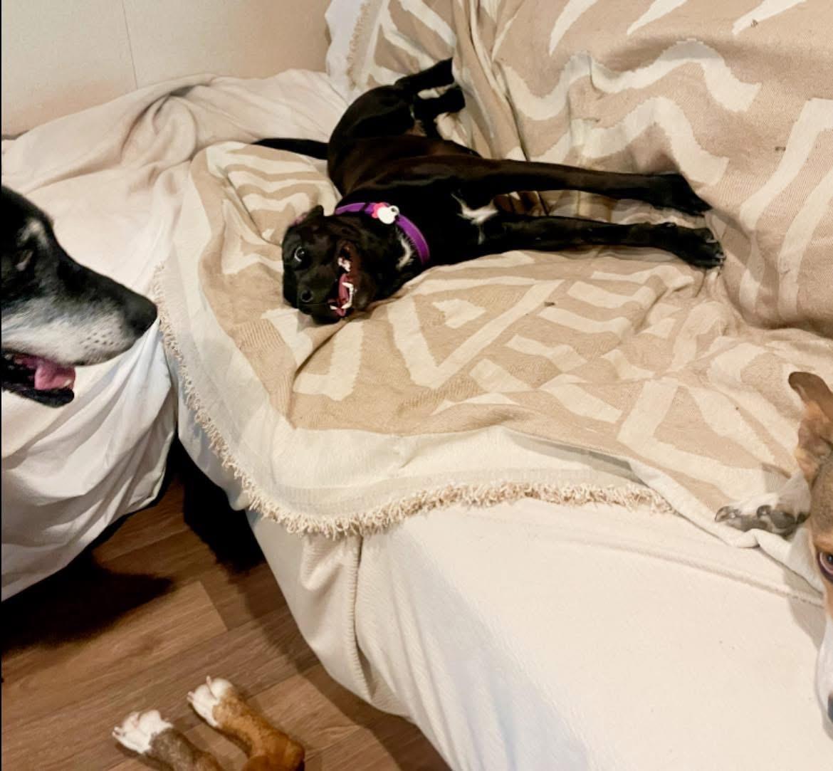 Enlarge Freedom “Stella”, a Adoptable mixed breed in Inez, TX image 2/6