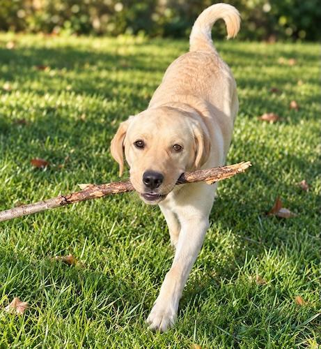 Sweet Kody, Adoptable, Young Male Yellow Labrador Retriever.