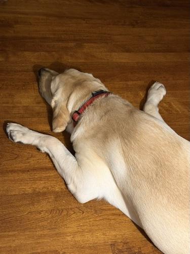 Enlarge Sweet Kody, a Adoptable Yellow Labrador Retriever in Killingworth, CT image 4/5