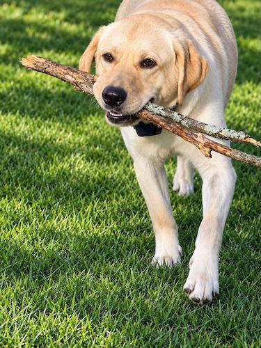 Enlarge Sweet Kody, a Adoptable Yellow Labrador Retriever in Killingworth, CT image 3/5