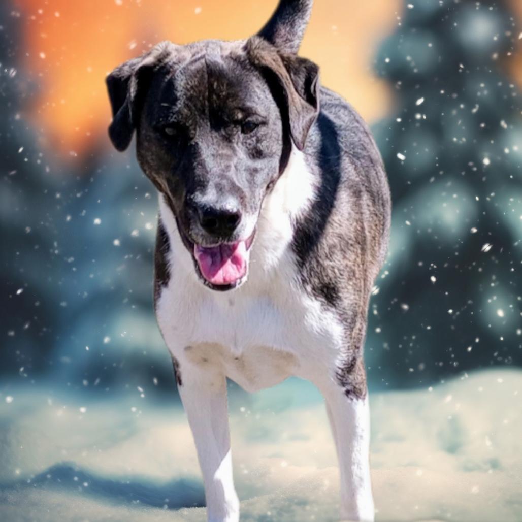 Enlarge Pippa, a Adoptable mixed breed in Holton, KS image 1/5