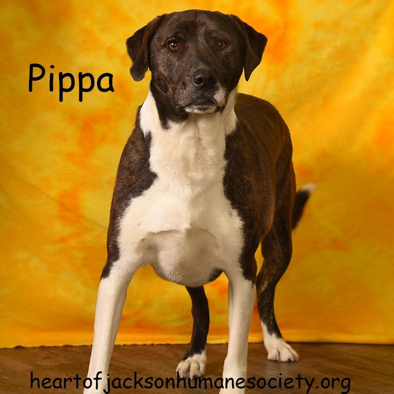 Enlarge Pippa, a Adoptable mixed breed in Holton, KS image 2/6