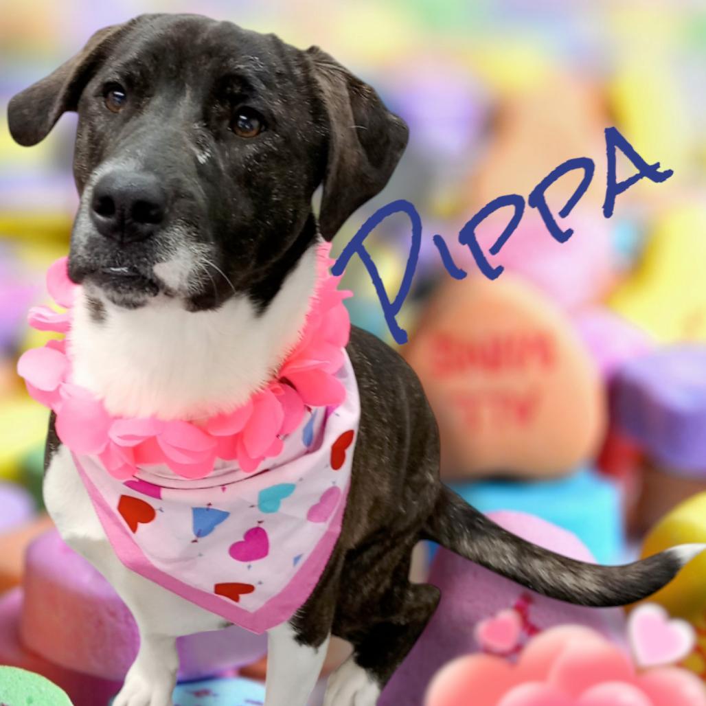 Enlarge Pippa, a Adoptable mixed breed in Holton, KS image 2/5