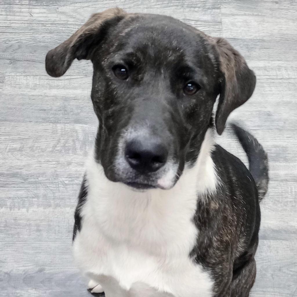 Enlarge Pippa, a Adoptable mixed breed in Holton, KS image 3/5