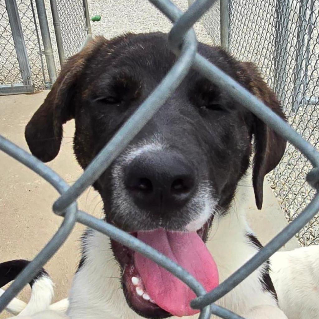 Enlarge Pippa, a Adoptable mixed breed in Holton, KS image 4/5