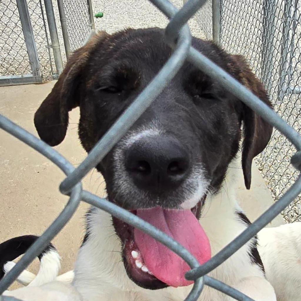 Enlarge Pippa, a Adoptable mixed breed in Holton, KS image 5/5