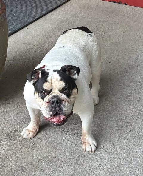 Enlarge Freddie, a Adoptable English Bulldog in Smithville, MO image 1/1