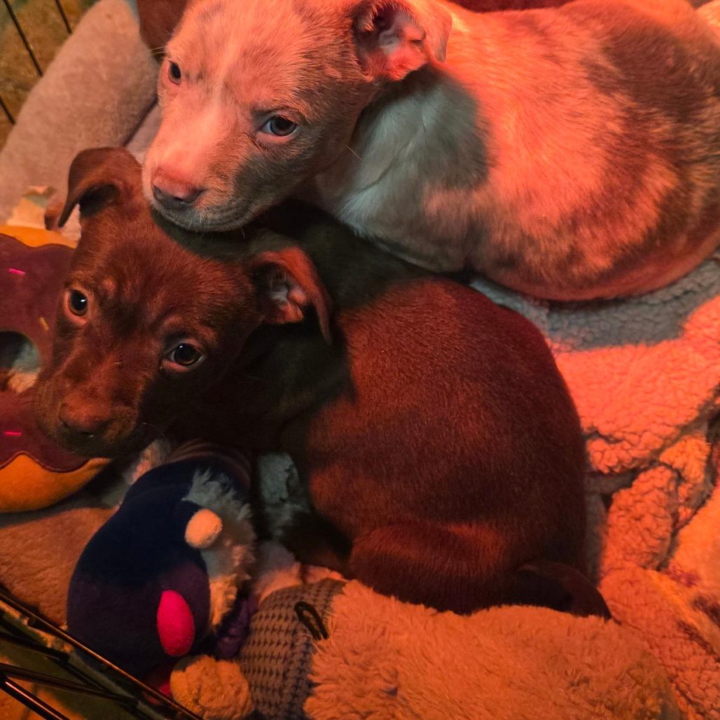 Sugarplum Sparkles, a Adoptable mixed breed in Alexandria, VA image 2/5