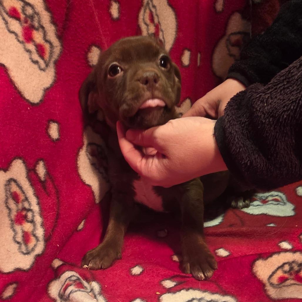 Sugarplum Sparkles, a Adoptable mixed breed in Alexandria, VA image 3/5