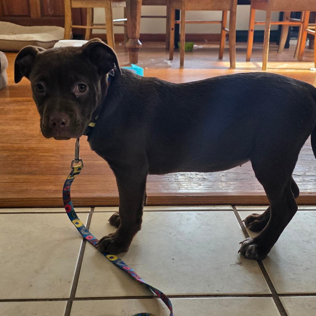 Sugarplum Sparkles thumbnail 4