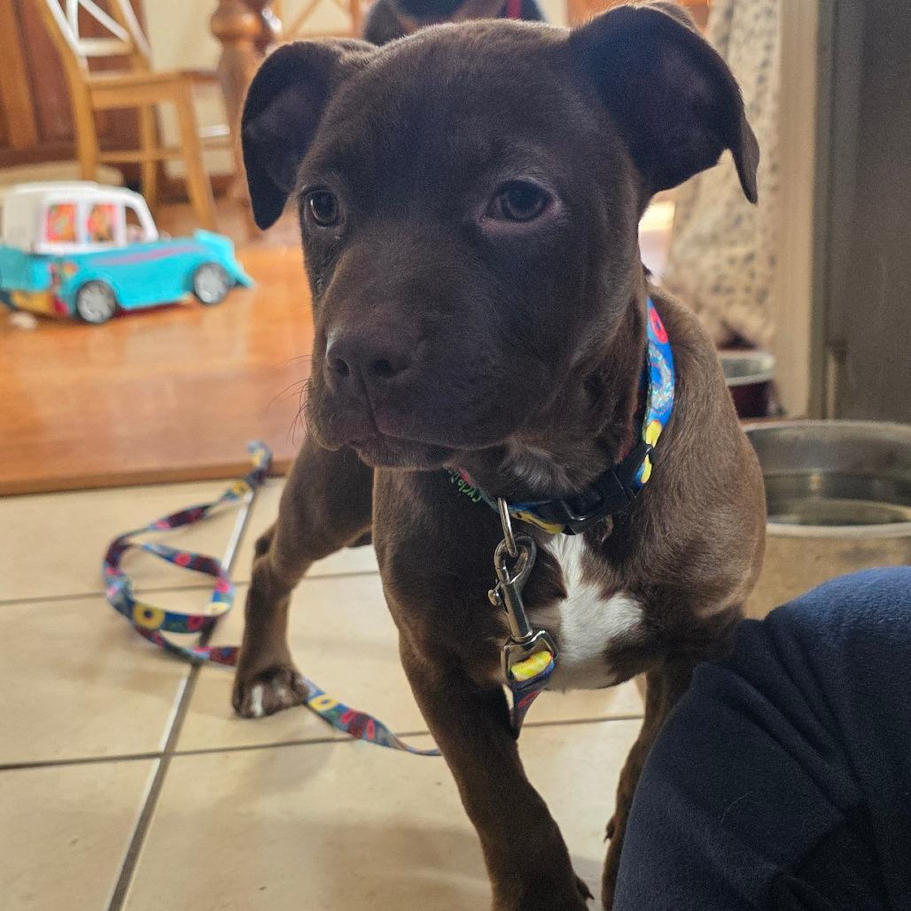 Sugarplum Sparkles thumbnail 5