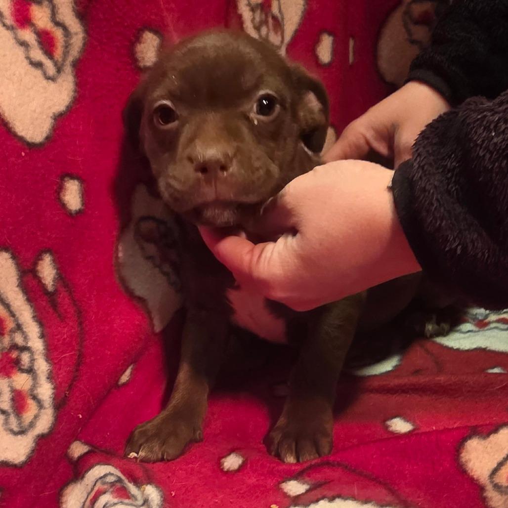 Sugarplum Sparkles, a Adoptable mixed breed in Alexandria, VA image 5/5